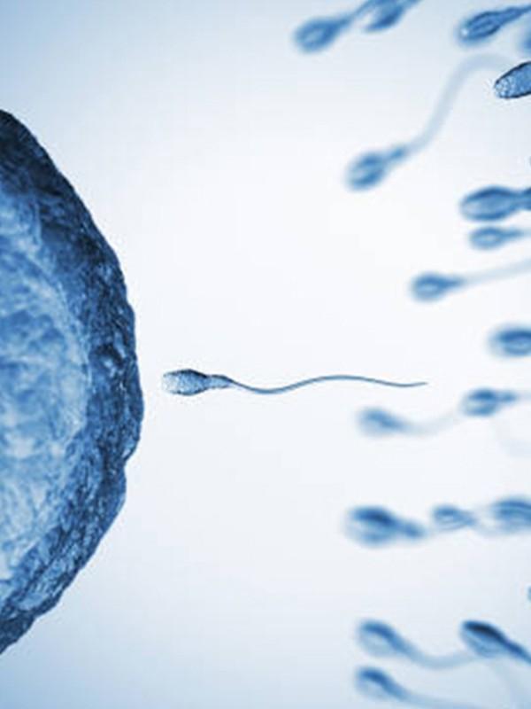 Everything You Need To Know About Male Fertility